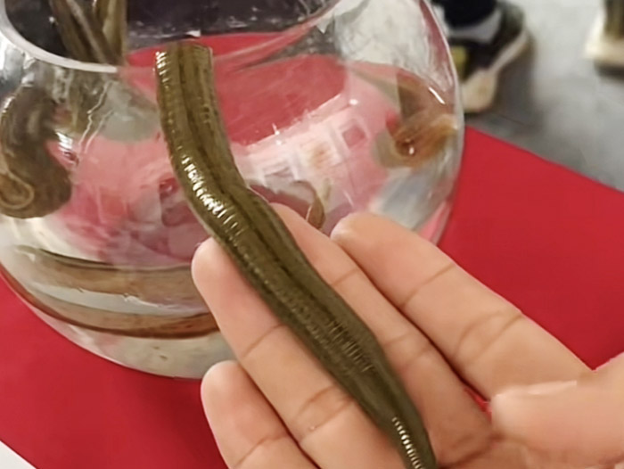 Z6人生就是博成苗