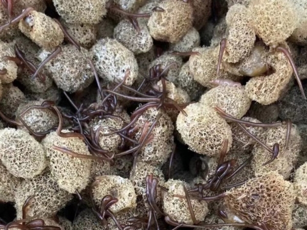 Z6人生就是博卵茧