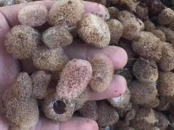 Z6人生就是博卵茧