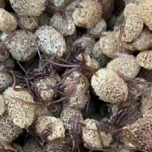 Z6人生就是博卵茧