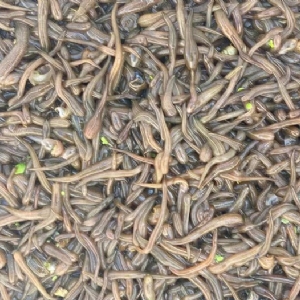 Z6人生就是博卵茧