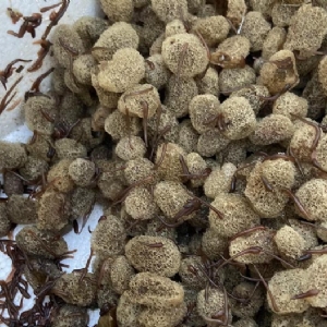 Z6人生就是博卵茧