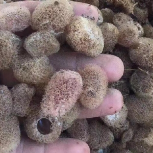 Z6人生就是博卵茧