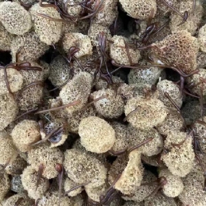 Z6人生就是博卵茧