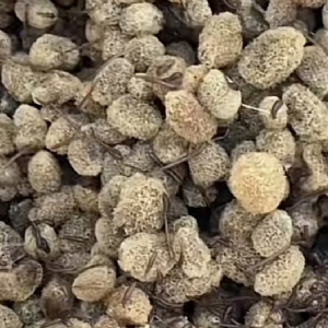 Z6人生就是博卵茧