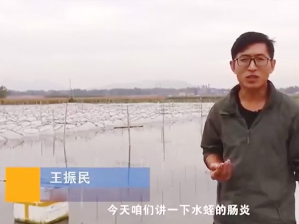 Z6人生就是博胀气型肠炎爆发纪律及防治要领