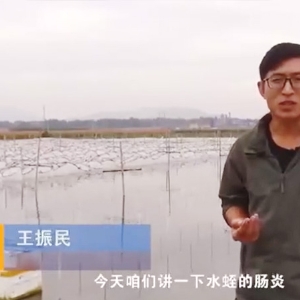 Z6人生就是博胀气型肠炎爆发纪律及防治要领